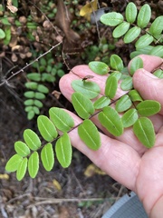 Pellaea pteroides