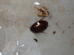 Enochrus