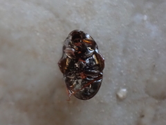 Enochrus