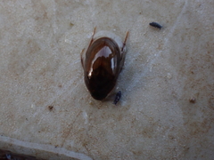 Enochrus