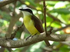 Pitangus sulphuratus