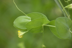 Lathyrus aphaca