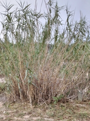 Arundo donax