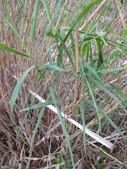 Arundo donax
