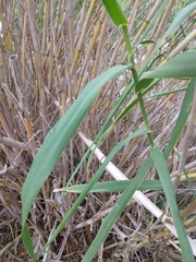 Arundo donax