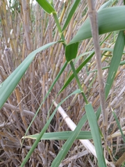 Arundo donax
