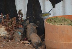 Camaroptera brachyura