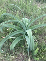 Crinum bulbispermum