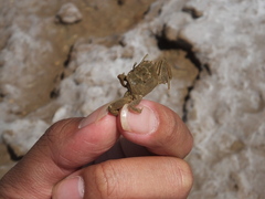 Macrophthalmus japonicus