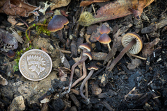 Macrocystidia cucumis latifolia