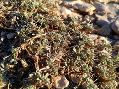 Astragalus tragacantha