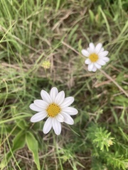 Asteraceae