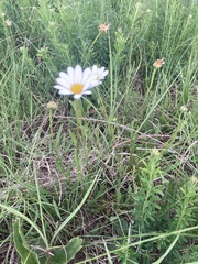 Asteraceae