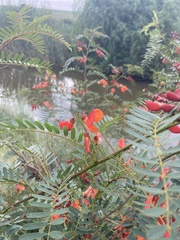 Sesbania punicea