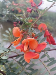 Sesbania punicea