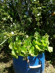 Echinodorus grandiflorus