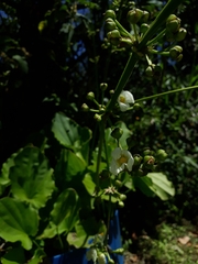 Echinodorus grandiflorus