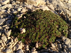 Camphorosma monspeliaca