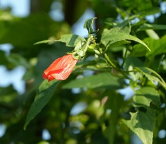 Malvaviscus penduliflorus