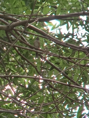 Microspingus cabanisi