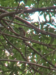 Microspingus cabanisi