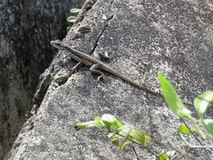 Tropidurus semitaeniatus