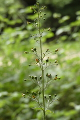 Scrophularia nodosa