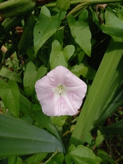 Convolvulaceae