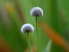 Lachnocaulon