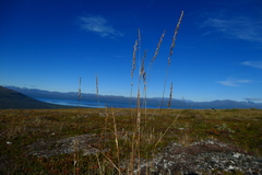 Calamagrostis purpurea