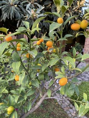 Citrus japonica