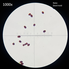 Leucocoprinus cretaceus