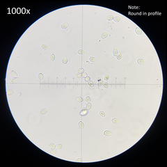 Leucocoprinus cretaceus