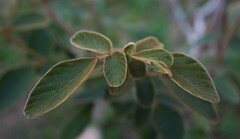 Phyllodium pulchellum