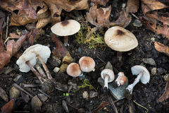 Lepiota castaneidisca