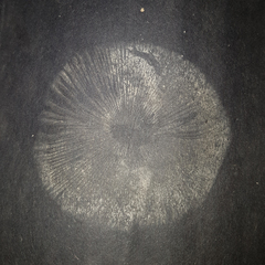 Leucocoprinus cretaceus