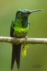 Heliodoxa imperatrix