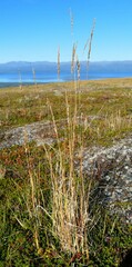 Calamagrostis purpurea