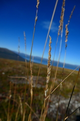 Calamagrostis purpurea
