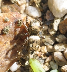 Heliophanus agricola