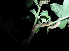 Pareas carinatus