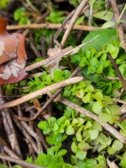 Micranthemum umbrosum