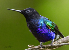 Boissonneaua jardini