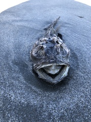 Myoxocephalus scorpius