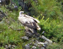 Gyps himalayensis