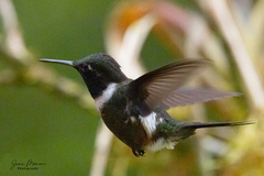 Philodice mitchellii