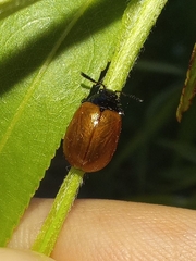 Plagiodera erythroptera
