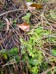 Micranthemum umbrosum