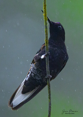 Boissonneaua jardini