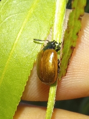 Plagiodera erythroptera
